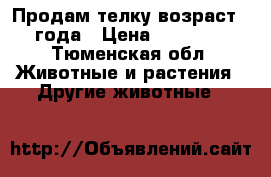 Продам телку возраст 2 года › Цена ­ 40 000 - Тюменская обл. Животные и растения » Другие животные   